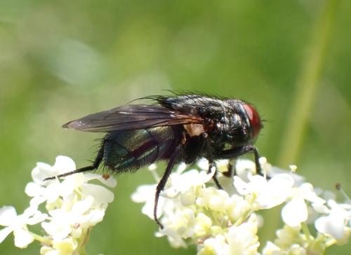 Réf. 294 886 : Bellardia sp.